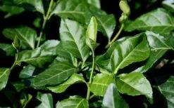 Purple Wintercreeper (Euonymus Fortunei 'Coloratus') - 6 Pack Of Pint Pots 18 Purple Wintercreeper (Euonymus Fortunei 'Coloratus') - 6 Pack Of Pint Pots -Garden Plant Shop euonymus fortunei coloratus purple wintercreeper 1