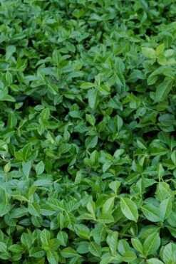 Purple Wintercreeper (Euonymus Fortunei 'Coloratus') - 6 Pack Of Pint Pots 13 Purple Wintercreeper (Euonymus Fortunei 'Coloratus') - 6 Pack Of Pint Pots -Garden Plant Shop euonymus fortunei coloratus purple wintercreeper 2