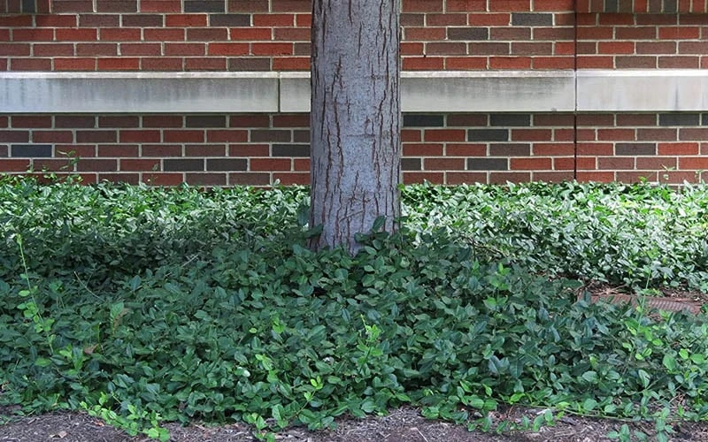 Purple Wintercreeper (Euonymus Fortunei 'Coloratus') - 6 Pack Of Pint Pots 8 Purple Wintercreeper (Euonymus Fortunei 'Coloratus') - 6 Pack Of Pint Pots - Image 8