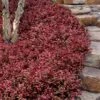 Purple Wintercreeper (Euonymus Fortunei 'Coloratus') - 36 Pack Of Pint Pots