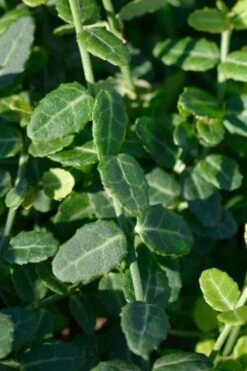 Kewensis Euonymus (Miniature Wintercreeper) - 6 Pack Of Pint Pots -Garden Plant Shop euonymus fortunei kewensis miniature wintercreeper 6