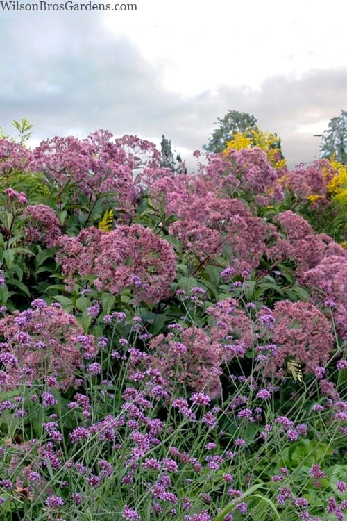 Queen Of The Prairie Hollow Stem Joe Pye Weed - 8 Pack Of 1 Gallon Pots 4 Queen Of The Prairie Hollow Stem Joe Pye Weed - 8 Pack Of 1 Gallon Pots - Image 4