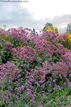 Queen Of The Prairie Hollow Stem Joe Pye Weed - 1 Gallon Pot 9 Queen Of The Prairie Hollow Stem Joe Pye Weed - 1 Gallon Pot -Garden Plant Shop eupatoriadelphus fistulosa joe pye weed 15