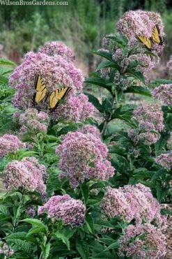 Queen Of The Prairie Hollow Stem Joe Pye Weed - 6 Pack Of 1 Gallon Pots 10 Queen Of The Prairie Hollow Stem Joe Pye Weed - 6 Pack Of 1 Gallon Pots -Garden Plant Shop eupatoriadelphus fistulosa joe pye weed 5 1