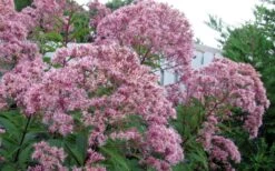 Queen Of The Prairie Hollow Stem Joe Pye Weed - 1 Gallon Pot 11 Queen Of The Prairie Hollow Stem Joe Pye Weed - 1 Gallon Pot -Garden Plant Shop eupatoriadelphus fistulosa joe pye weed 8