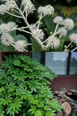 Fatsia Japonica - Japanese Aralia - Glossy Paper Plant - 3 Gallon Pot -Garden Plant Shop fatsia Japanese Aralia 2 500x750 5