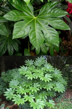 Fatsia Japonica - Japanese Aralia - Glossy Paper Plant - 5 Gallon Pot -Garden Plant Shop fatsia Japanese Aralia 500x750 4