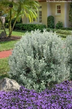 Bambina Dwarf Pineapple Guava (Feijoa Sellowiana ' Tharfiona') - 3 Gallon Pot -Garden Plant Shop feijoa sellowiana tharfiona bambina pineapple guava 3