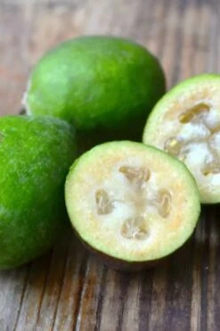 Bambina Dwarf Pineapple Guava (Feijoa Sellowiana ' Tharfiona') - 3 Gallon Pot -Garden Plant Shop feijoa sellowiana tharfiona bambina pineapple guava 5