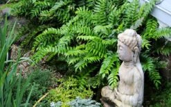 Japanese Holly Fern - Cyrtomium Falcatum 'Rochfordianum' - 2.5 Quart Pot 11 Japanese Holly Fern - Cyrtomium Falcatum 'Rochfordianum' - 2.5 Quart Pot -Garden Plant Shop fern20holly203