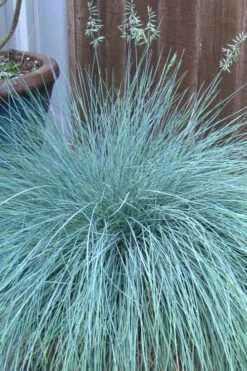 Beyond Blue Festuca (Fescue) - 1 Gallon Pot 10 Beyond Blue Festuca (Fescue) - 1 Gallon Pot -Garden Plant Shop festuca beyond blue fescue 100