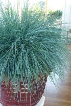 Beyond Blue Festuca (Fescue) - 6 Pack Of 1 Gallon Pots -Garden Plant Shop festuca beyond blue fescue 101 1