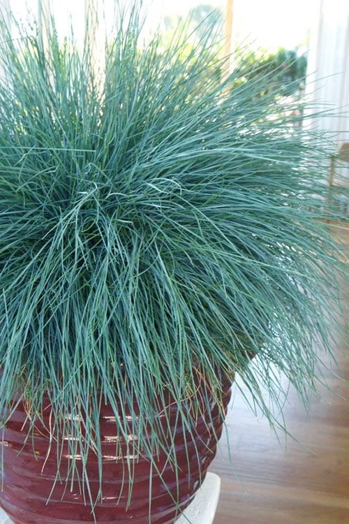 Beyond Blue Festuca (Fescue) - 1 Gallon Pot 7 Beyond Blue Festuca (Fescue) - 1 Gallon Pot - Image 7