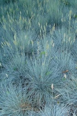 Beyond Blue Festuca (Fescue) - 1 Gallon Pot 11 Beyond Blue Festuca (Fescue) - 1 Gallon Pot -Garden Plant Shop festuca beyond blue fescue 102