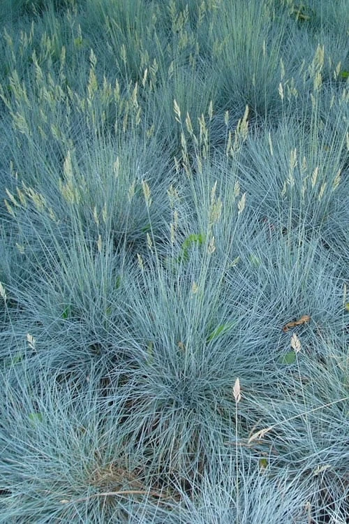 Beyond Blue Festuca (Fescue) - 1 Gallon Pot 5 Beyond Blue Festuca (Fescue) - 1 Gallon Pot - Image 5