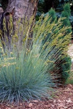 Blue Fescue Grass (Festuca Glauca) - 10 Pack Of Quart Pots -Garden Plant Shop festuca glauca blue fescue grass 13 2