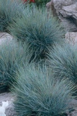 Blue Fescue Grass (Festuca Glauca) - 1 Gallon Pot -Garden Plant Shop festuca glauca blue fescue grass 14 1