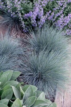 Blue Fescue Grass (Festuca Glauca) - 10 Pack Of Quart Pots -Garden Plant Shop festuca glauca blue fescue grass 7 2