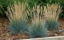 Beyond Blue Festuca (Fescue) - 3 Pack Of Quart Pots -Garden Plant Shop festuca20beyond20blue