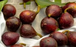 Little Ruby Dwarf Fig Tree - 3 Gallon Pot -Garden Plant Shop ficus carica little ruby fig tree 2