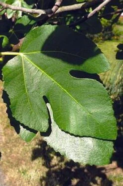 Little Ruby Dwarf Fig Tree - 3 Gallon Pot -Garden Plant Shop ficus carica little ruby fig tree 3