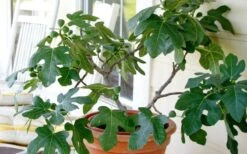 Little Ruby Dwarf Fig Tree - 3 Gallon Pot -Garden Plant Shop ficus carica little ruby fig tree 4
