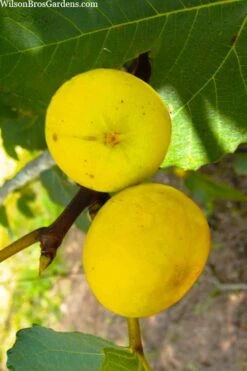LSU Gold Fig Tree - 3 Gallon Pot 11 LSU Gold Fig Tree - 3 Gallon Pot -Garden Plant Shop ficus carica lsu gold fig tree 1 1