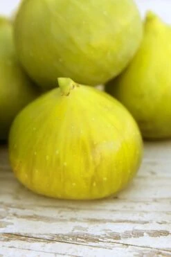 LSU Gold Fig Tree - 5 Gallon Pot 9 LSU Gold Fig Tree - 5 Gallon Pot -Garden Plant Shop ficus carica lsu gold fig tree 2