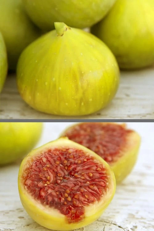 LSU Gold Fig Tree - 5 Gallon Pot 1 LSU Gold Fig Tree - 5 Gallon Pot