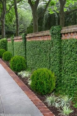 Creeping Fig (Ficus Pumila) - 5 Pack Of Quart Pots -Garden Plant Shop ficus pumila green creeping fig 100 2