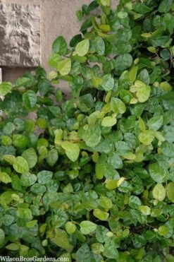 Creeping Fig (Ficus Pumila) - 5 Pack Of Quart Pots -Garden Plant Shop ficus pumila green creeping fig 103