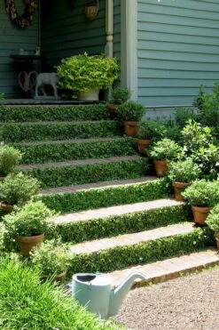 Creeping Fig (Ficus Pumila) - 5 Pack Of Quart Pots -Garden Plant Shop ficus pumila green creeping fig 105 2