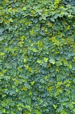 Creeping Fig (Ficus Pumila) - 10 Pack Of Pint Pots -Garden Plant Shop ficus pumila green creeping fig 106