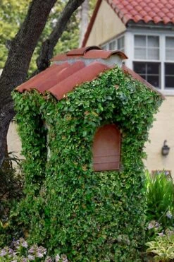 Creeping Fig (Ficus Pumila) - 10 Pack Of Pint Pots -Garden Plant Shop ficus pumila green creeping fig 107