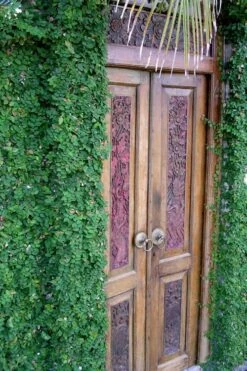 Creeping Fig (Ficus Pumila) - 5 Pack Of 4" Pint Pots -Garden Plant Shop ficus pumila green creeping fig 108 1