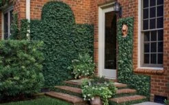 Creeping Fig (Ficus Pumila) - 5 Pack Of Quart Pots -Garden Plant Shop ficus pumila green creeping fig 109 2