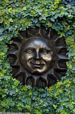 Creeping Fig (Ficus Pumila) - 5 Pack Of Quart Pots -Garden Plant Shop ficus pumila green creeping fig 110 2