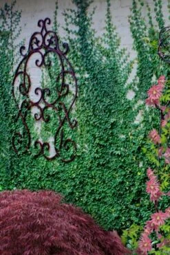 Creeping Fig - Ficus Pumila - 3 Pack Of Pint Pots -Garden Plant Shop ficus pumila green creeping fig 112 3