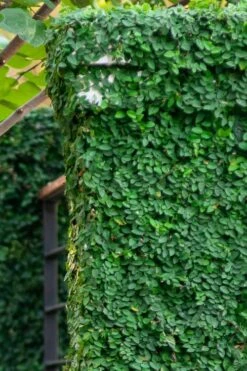 Creeping Fig (Ficus Pumila) - 5 Pack Of Quart Pots -Garden Plant Shop ficus pumila green creeping fig 113 2