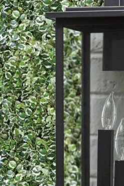 Variegated Creeping Fig (Ficus Pumila 'Variegata') - 10 Pack Of 4" Pint Pots -Garden Plant Shop ficus pumila variegata creeping fig 101