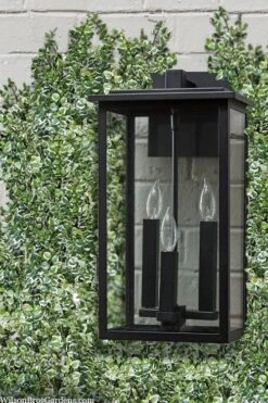 Variegated Creeping Fig - Ficus Pumila 'Variegata' - 5 Pack Of Pint Pots -Garden Plant Shop ficus pumila variegata creeping fig 102 1