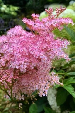 Venusta Queen Of The Prairie (Filipendula) - 1 Gallon Pot -Garden Plant Shop filipendula rubra venusta queen of the prairie 1