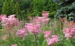 Venusta Queen Of The Prairie (Filipendula) - 1 Gallon Pot -Garden Plant Shop filipendula rubra venusta queen of the prairie 2