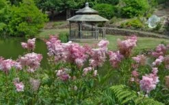 Venusta Queen Of The Prairie (Filipendula) - 1 Gallon Pot -Garden Plant Shop filipendula rubra venusta queen of the prairie 3