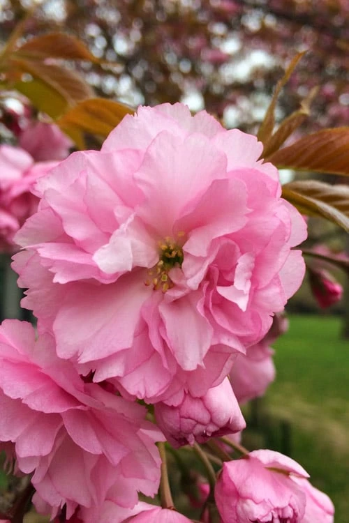Kwanzan Pink Double Flowering Cherry Tree - 2 Gallon Pot 1 Kwanzan Pink Double Flowering Cherry Tree - 2 Gallon Pot