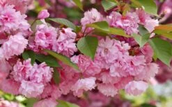 Kwanzan Pink Double Flowering Cherry Tree - 2 Gallon Pot 12 Kwanzan Pink Double Flowering Cherry Tree - 2 Gallon Pot -Garden Plant Shop flowering cherry kwansan 3