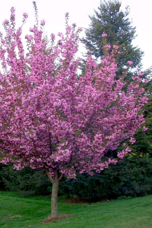 Kwanzan Pink Double Flowering Cherry Tree - 3 Gallon Pot 5 Kwanzan Pink Double Flowering Cherry Tree - 3 Gallon Pot - Image 5