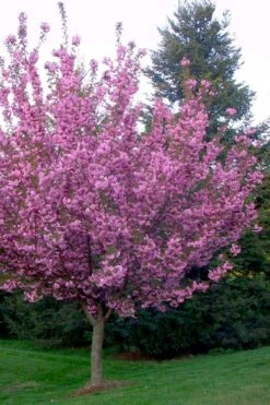 Kwanzan Pink Double Flowering Cherry Tree - 2 Gallon Pot 11 Kwanzan Pink Double Flowering Cherry Tree - 2 Gallon Pot -Garden Plant Shop flowering cherry kwansan 4