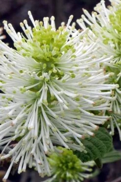 Dwarf Fothergilla - 1 Gallon Pot 12 Dwarf Fothergilla - 1 Gallon Pot -Garden Plant Shop fothergilla gardenii dwarf witch alder 1