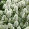 Dwarf Fothergilla - 1 Gallon Pot